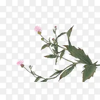 手绘粉色花蕊树叶
