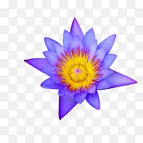 紫黄相间的花
