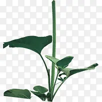 绿色植物美景树枝