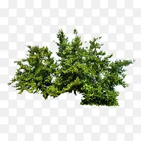 树枝小树枝绿色植物