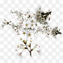 白色浪漫唯美花树