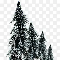 冬日美景树木白雪