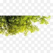 绿树树木树荫装饰元素