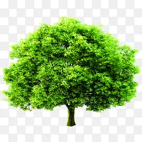 绿树茂密景观植物