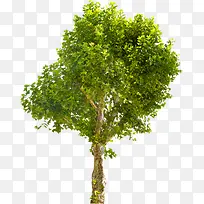 绿色植物树木矢量图片