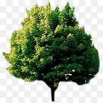创意高清绿色树木合成渲染