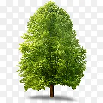 高清摄影绿色的树木