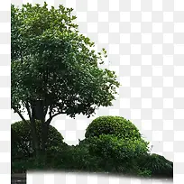 高清摄影创意合成效果绿色树木