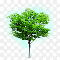 绿色植物树木设计