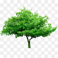 绿色小清新树木效果