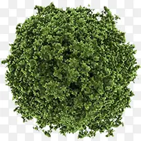 绿色树木植物背景