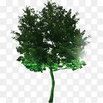 高清摄影创意绿色树木合成效果