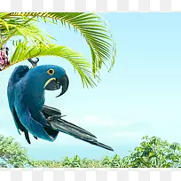 蓝色背景绿树小鹦鹉