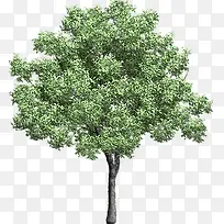 绿树立面树卡通绿色