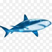蓝色海底鲨鱼素材免抠