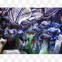 海底水生物背景