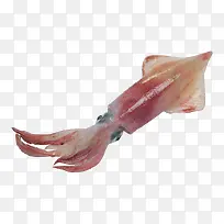 海底墨鱼章鱼动物
