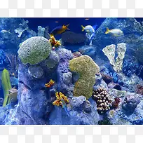 海底水生物背景