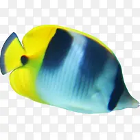 夏日海报海底鱼卡通
