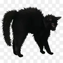 万圣节愤怒的黑猫