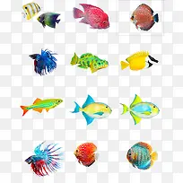 各种海底鱼