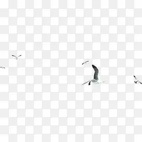 飞翔海鸥白色卡通效果