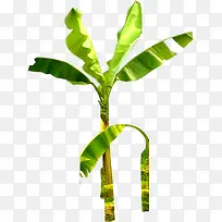 热带绿色植物椰树