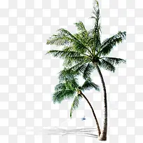 绿色热带植物椰树