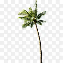 绿色热带椰树造型