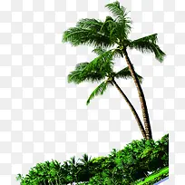 繁茂绿色椰树实景
