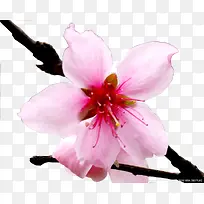 粉色绽放花朵花枝