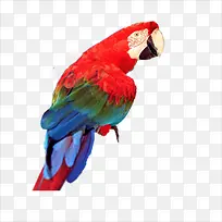 鹦鹉