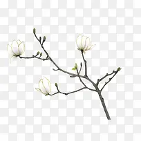 简约花朵
