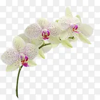 花枝