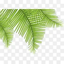 夏日芭蕉树叶