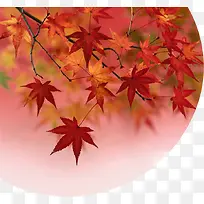 秋季红色枫叶风景