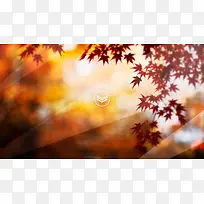 枫叶秋季唯美背景图片