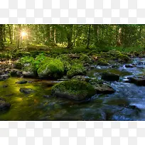 森林溪流流水大自然