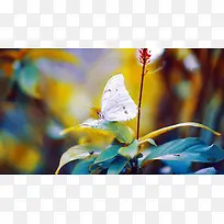 唯美昆虫花朵素材大自然素材