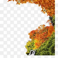 树林