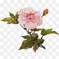 手绘木芙蓉免扣素材