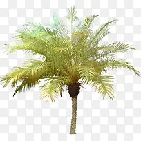 绿色的椰子树