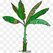 手绘绿色园林植物热带