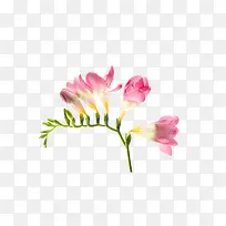 花卉