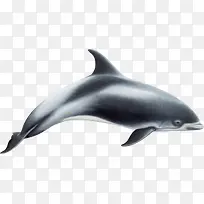黑白色反光海豚素材