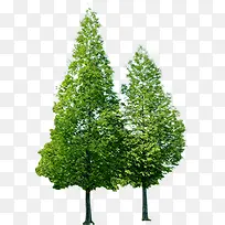 园林绿化环保树木