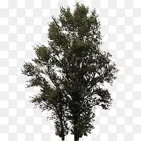 园林植物装饰图案