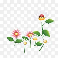 矢量花朵七星瓢虫
