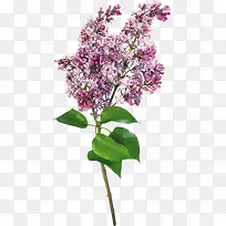 丁香花