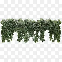 园林植物装饰图案